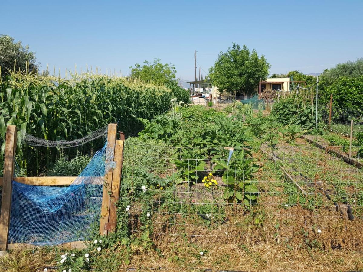 Eco Glamping With Pool Between Nafplio And Árgos Eksteriør bilde